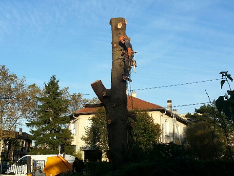 élagage d'un arbre à Lyon